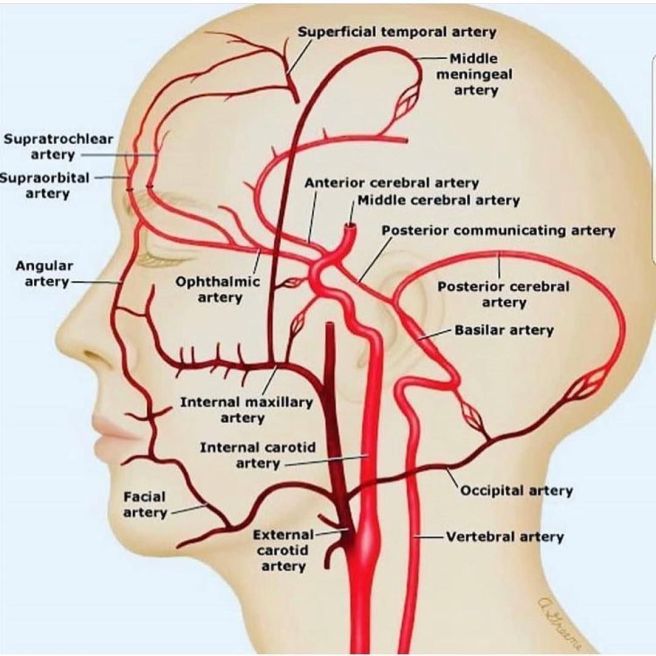 brain_arteries